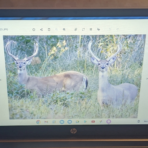 Original Photography White Tail Deer Bucks in Velvet Tall Rack Duo from NJ Pines - Picture 2 of 2